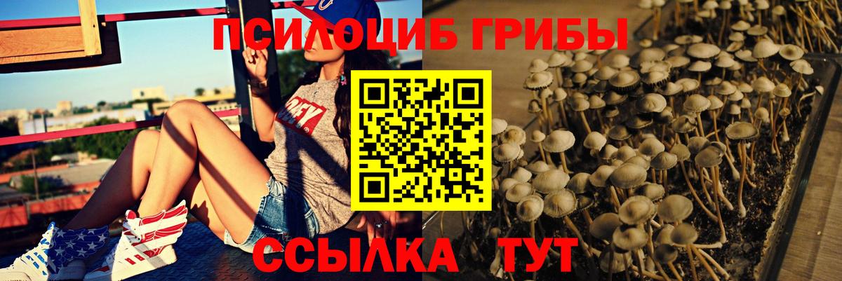 Псилоцибиновые грибы мухоморы  купить наркотик  Тамбов  Вход с VPN 